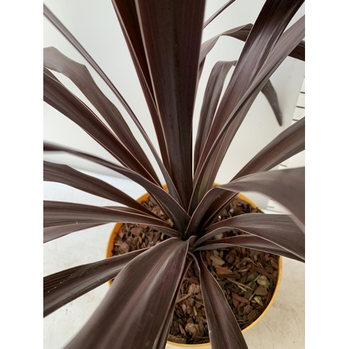 190 - TWO LARGE CORDYLINE 'SUPERSTAR' APPROX 110CM IN HEIGHT IN 4 LTR POTS PLUS VAT TO BE SOLD FOR THE TWO