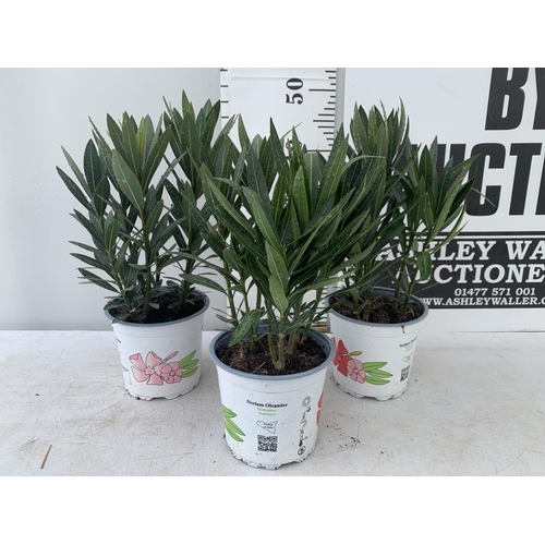 191 - THREE OLEANDER NERIUM APPROX 50CM TALL IN 1 LTR POTS PLUS VAT TO BE SOLD FOR THE THREE