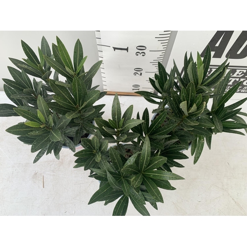 191 - THREE OLEANDER NERIUM APPROX 50CM TALL IN 1 LTR POTS PLUS VAT TO BE SOLD FOR THE THREE