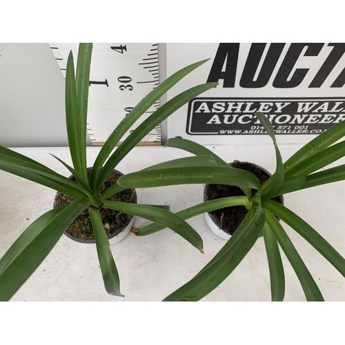 192 - TWO AGAPANTHUS AFRICANUS ALBUS IN 2 LTR POTS APPROX 50CM IN HEIGHT PLUS VAT TO BE SOLD FOR THE TWO