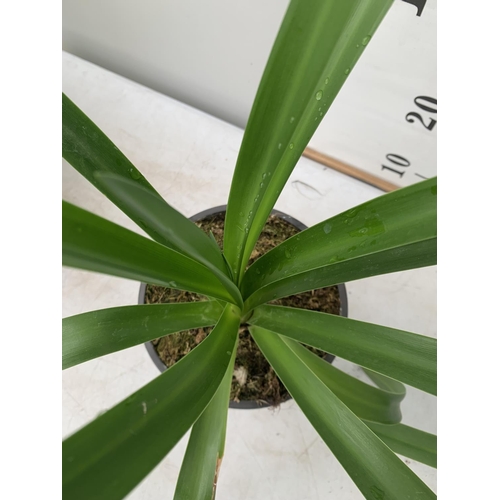 192 - TWO AGAPANTHUS AFRICANUS ALBUS IN 2 LTR POTS APPROX 50CM IN HEIGHT PLUS VAT TO BE SOLD FOR THE TWO