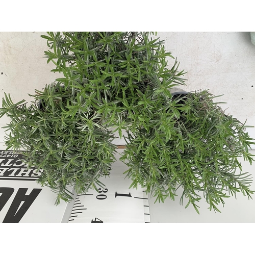 193 - THREE LAVENDER PLANTS IN 2 LTR POTS APPROX 35CM IN HEIGHT PLUS VAT TO BE SOLD FOR THE THREE