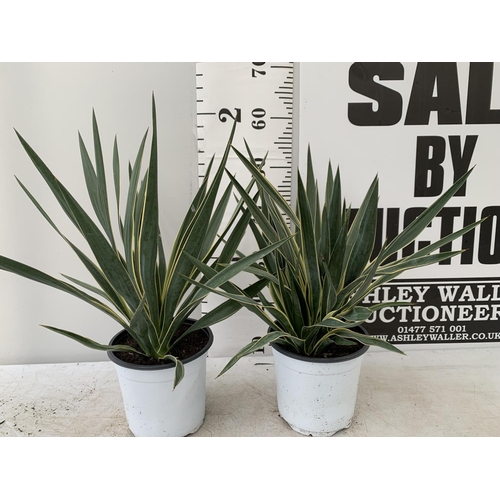 194 - TWO YUCCA 60CM IN HEIGHT IN 2 LTR POTS PLUS VAT TO BE SOLD FOR THE TWO