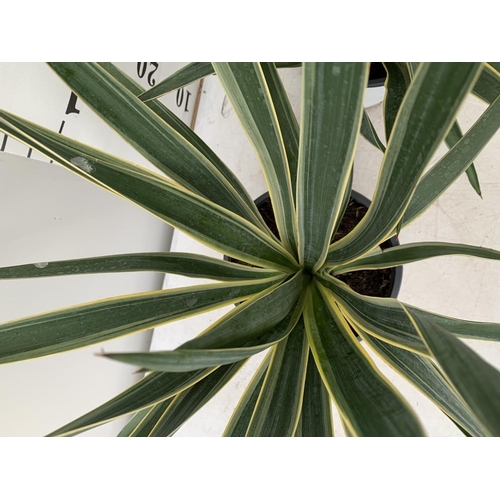 194 - TWO YUCCA 60CM IN HEIGHT IN 2 LTR POTS PLUS VAT TO BE SOLD FOR THE TWO