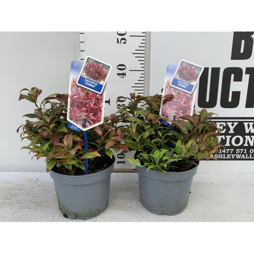 198 - TWO LEUCOTHOE ZEBLID IN 2 LTR POTS 35CM TALL PLUS VAT TO BE SOLD FOR THE TWO