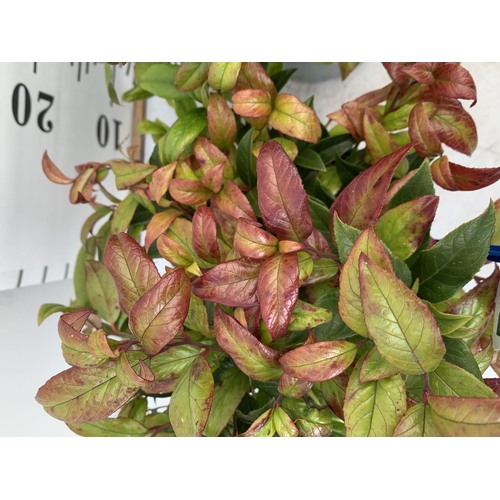 198 - TWO LEUCOTHOE ZEBLID IN 2 LTR POTS 35CM TALL PLUS VAT TO BE SOLD FOR THE TWO