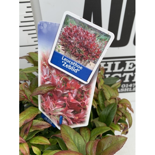 198 - TWO LEUCOTHOE ZEBLID IN 2 LTR POTS 35CM TALL PLUS VAT TO BE SOLD FOR THE TWO