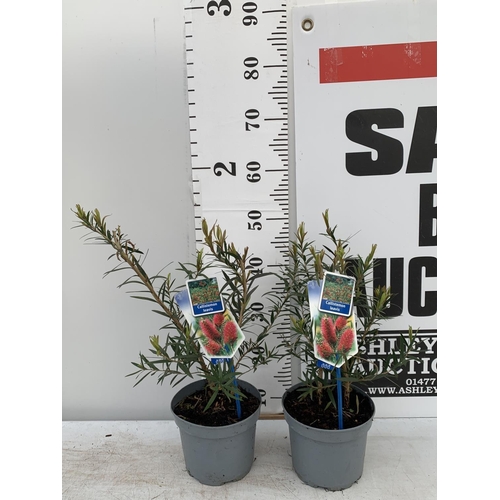 199 - TWO CALLISTEMON LAEVIS IN 2 LTR POTS 50CM TALL PLUS VAT TO BE SOLD FOR THE TWO