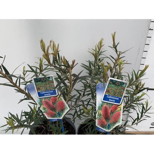 199 - TWO CALLISTEMON LAEVIS IN 2 LTR POTS 50CM TALL PLUS VAT TO BE SOLD FOR THE TWO