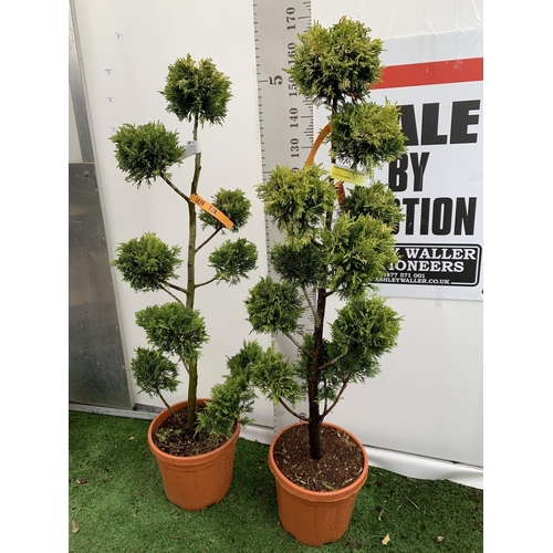 2 - TWO POM POM TREES CUPRESSOCYPARIS LEYLANDII 'GOLD RIDER' APPROX 160CM IN HEIGHT IN 15 LTR POTS PLUS ... 