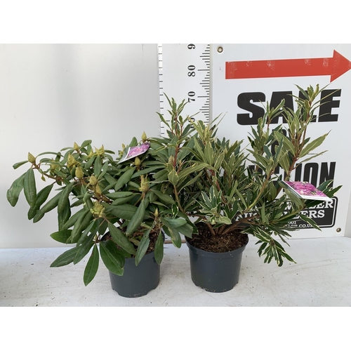 20 - TWO RHODODENDRON PONTICUM AND VARIEGATUM AND MARCEL MENARD IN 5 LTR POTS 60CM TALL PLUS VAT TO BE SO... 