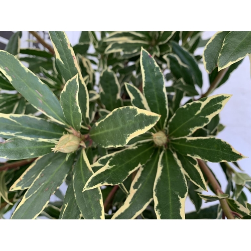 20 - TWO RHODODENDRON PONTICUM AND VARIEGATUM AND MARCEL MENARD IN 5 LTR POTS 60CM TALL PLUS VAT TO BE SO... 