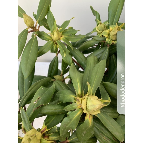 20 - TWO RHODODENDRON PONTICUM AND VARIEGATUM AND MARCEL MENARD IN 5 LTR POTS 60CM TALL PLUS VAT TO BE SO... 