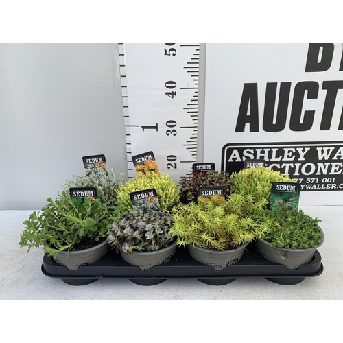 21 - EIGHT VARIOUS EVERGREEN SEDUM IN P14 POTS PLUS VAT TO BE SOLD FOR THE EIGHT