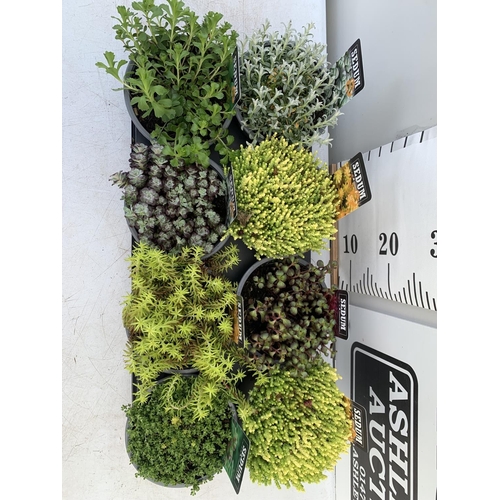 21 - EIGHT VARIOUS EVERGREEN SEDUM IN P14 POTS PLUS VAT TO BE SOLD FOR THE EIGHT