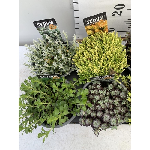 21 - EIGHT VARIOUS EVERGREEN SEDUM IN P14 POTS PLUS VAT TO BE SOLD FOR THE EIGHT