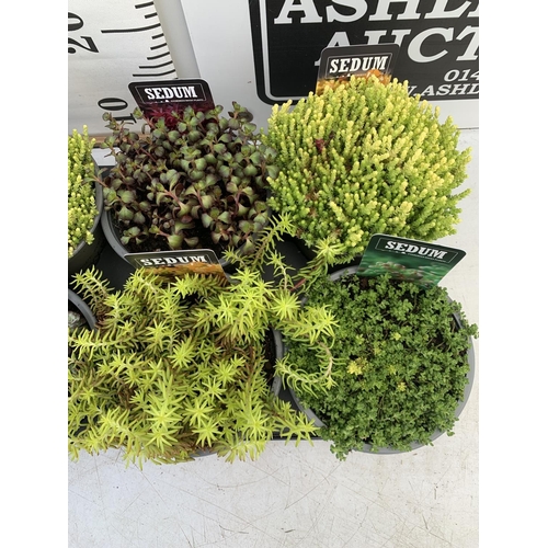 21 - EIGHT VARIOUS EVERGREEN SEDUM IN P14 POTS PLUS VAT TO BE SOLD FOR THE EIGHT