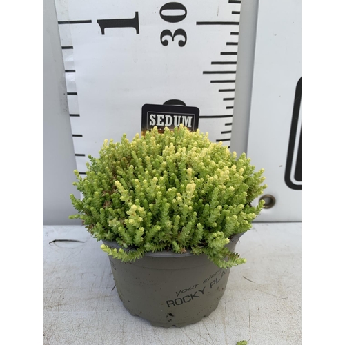 21 - EIGHT VARIOUS EVERGREEN SEDUM IN P14 POTS PLUS VAT TO BE SOLD FOR THE EIGHT