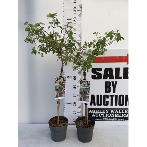 22 - TWO STANDARD VIBERNUM PLICATUM WATANABE IN 3 LTR POTS 100CM TALL PLUS VAT TO BE SOLD FOR THE TWO