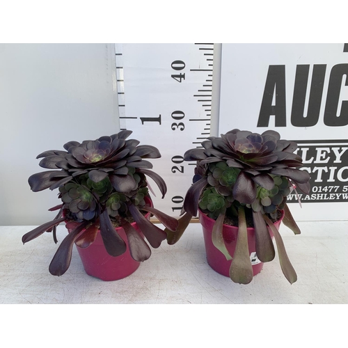 23 - TWO AEONIUM ARBOREUM VELOURS IN 1 LTR POTS 25CM TALL PLUS VAT TO BE SOLD FOR THE TWO