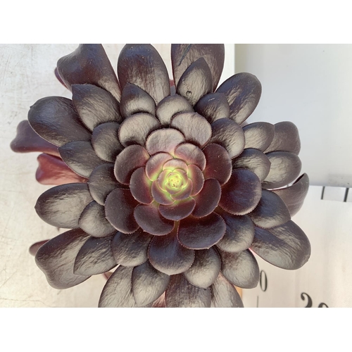 23 - TWO AEONIUM ARBOREUM VELOURS IN 1 LTR POTS 25CM TALL PLUS VAT TO BE SOLD FOR THE TWO