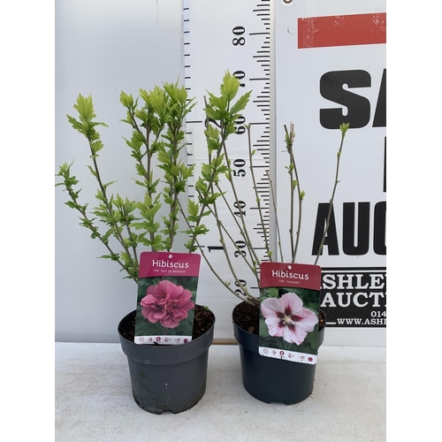 24 - TWO HIBISCUS SYRIACUS DUC DE BRABANT AND HAMABO IN 3 LTR POTS 60CM TALL PLUS VAT TO BE SOLD FOR THE ... 