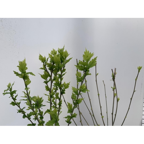 24 - TWO HIBISCUS SYRIACUS DUC DE BRABANT AND HAMABO IN 3 LTR POTS 60CM TALL PLUS VAT TO BE SOLD FOR THE ... 