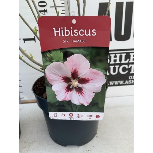 24 - TWO HIBISCUS SYRIACUS DUC DE BRABANT AND HAMABO IN 3 LTR POTS 60CM TALL PLUS VAT TO BE SOLD FOR THE ... 