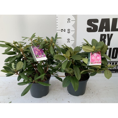 25 - TWO RHODODENDRON MARCEL MENARD AND GERMANIA IN 5 LTR POTS 60CM TALL PLUS VAT TO BE SOLD FOR THE TWO