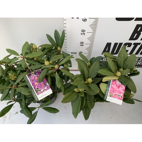 25 - TWO RHODODENDRON MARCEL MENARD AND GERMANIA IN 5 LTR POTS 60CM TALL PLUS VAT TO BE SOLD FOR THE TWO