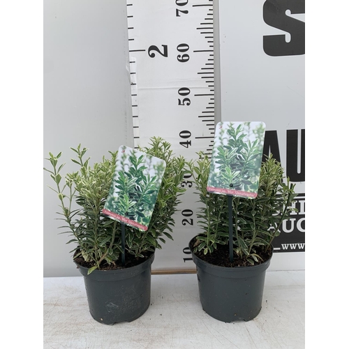 26 - TWO EUONYMUS JAPONICA ALBOVARIEGATUS IN TWO LTR POTS HEIGHT 40CM PLUS VAT TO BE SOLD FOR THE TWO