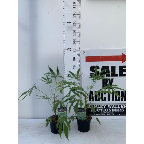 27 - TWO FATSIA JUNGLE GARDEN POLYCARPA GREEN FINGERS IN 2 LTR POTS 70CM TALL PLUS VAT TO BE SOLD FOR THE... 