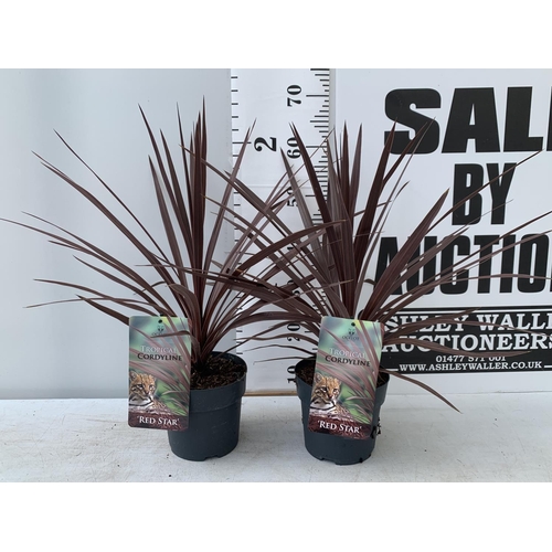 28 - TWO CORDYLINE AUSTRALIS RED STAR IN 2 LTR POTS HEIGHT 60CM PLUS VAT TO BE SOLD FOR THE TWO