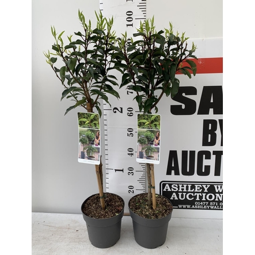 29 - TWO STANDARD PRUNUS LUSITANICA ANGUSTIFOLIA IN 3 LTR POTS HEIGHT 90CM PLUS VAT TO BE SOLD FOR THE PA... 