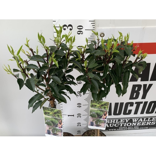 29 - TWO STANDARD PRUNUS LUSITANICA ANGUSTIFOLIA IN 3 LTR POTS HEIGHT 90CM PLUS VAT TO BE SOLD FOR THE PA... 