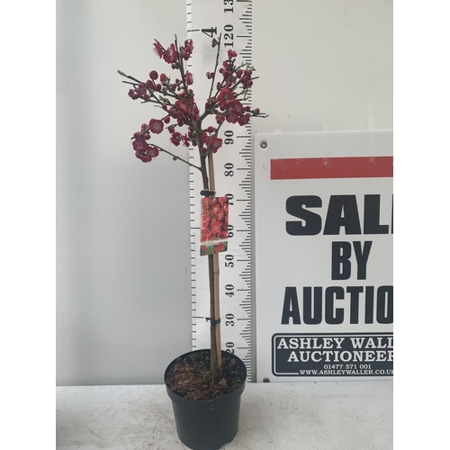 3 - ONE FLOWERING CHERRY PRUNUS PERSICA 'MELRED' RED APPROX 110CM IN HEIGHT IN A 4LTR POT PLUS VAT