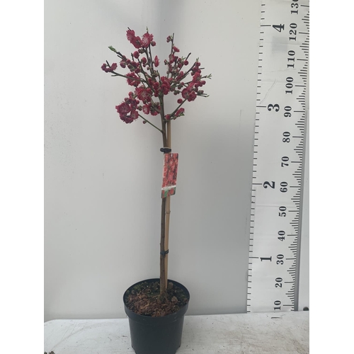 3 - ONE FLOWERING CHERRY PRUNUS PERSICA 'MELRED' RED APPROX 110CM IN HEIGHT IN A 4LTR POT PLUS VAT