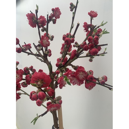 3 - ONE FLOWERING CHERRY PRUNUS PERSICA 'MELRED' RED APPROX 110CM IN HEIGHT IN A 4LTR POT PLUS VAT