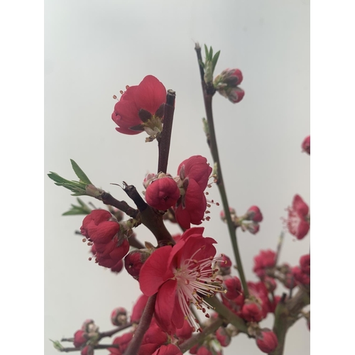 3 - ONE FLOWERING CHERRY PRUNUS PERSICA 'MELRED' RED APPROX 110CM IN HEIGHT IN A 4LTR POT PLUS VAT