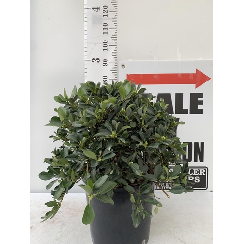 30 - ONE RHAPHIOLEPIS UMBELLATA BUSH APPROX 80CM IN HEIGHT IN A 15 LTR POT PLUS VAT