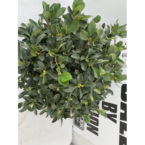 30 - ONE RHAPHIOLEPIS UMBELLATA BUSH APPROX 80CM IN HEIGHT IN A 15 LTR POT PLUS VAT