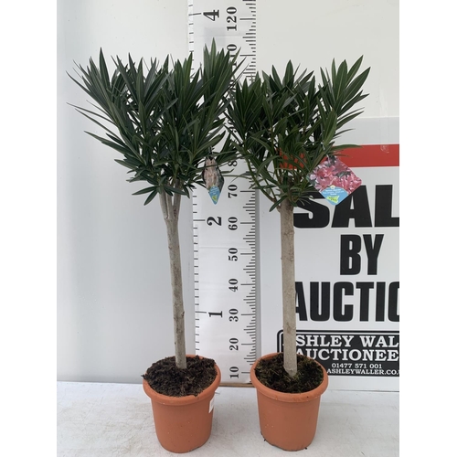 31 - TWO OLEANDER NERIUM STANDARD TREES SIMPLE PINK ' EMILIE' AND PINKISH WHITE 'ALSACE' APPROX 1 METRE T... 