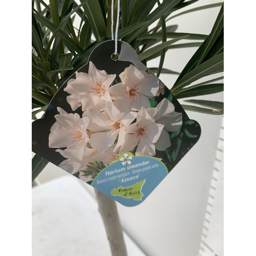 31 - TWO OLEANDER NERIUM STANDARD TREES SIMPLE PINK ' EMILIE' AND PINKISH WHITE 'ALSACE' APPROX 1 METRE T... 