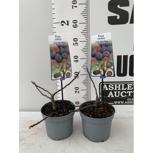 32 - TWO FIG FICUS CARICA 'LITTLE MISS FIGGY' APPROX 35CM IN HEIGHT IN 2 LTR POTS NO VAT TO BE SOLD FOR T... 