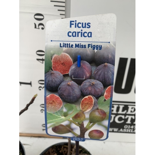 32 - TWO FIG FICUS CARICA 'LITTLE MISS FIGGY' APPROX 35CM IN HEIGHT IN 2 LTR POTS NO VAT TO BE SOLD FOR T... 