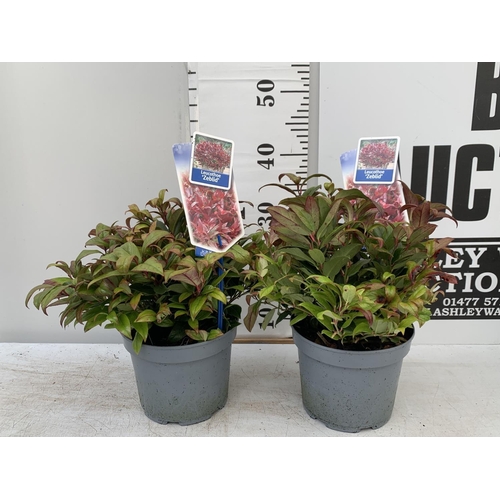 33 - TWO LEUCOTHOE ZEBLID IN 2 LTR POTS 35CM TALL PLUS VAT TO BE SOLD FOR THE TWO