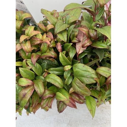 33 - TWO LEUCOTHOE ZEBLID IN 2 LTR POTS 35CM TALL PLUS VAT TO BE SOLD FOR THE TWO