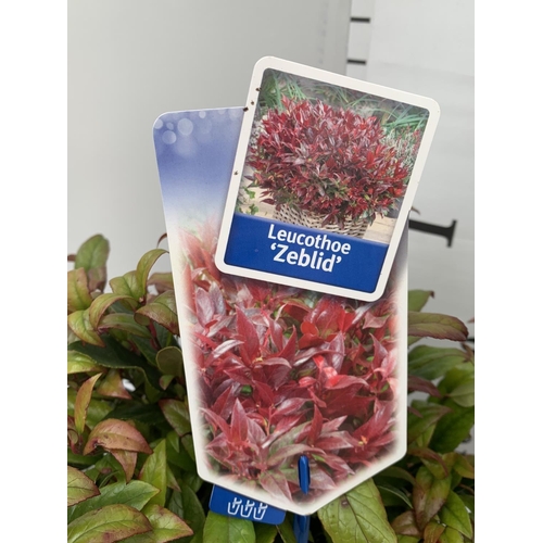 33 - TWO LEUCOTHOE ZEBLID IN 2 LTR POTS 35CM TALL PLUS VAT TO BE SOLD FOR THE TWO