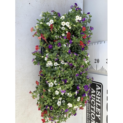 37 - EIGHT POTS CALIBRACHOA TRIOBELLS IN 2 LTR POTS PLUS VAT TO BE SOLD FOR THE EIGHT