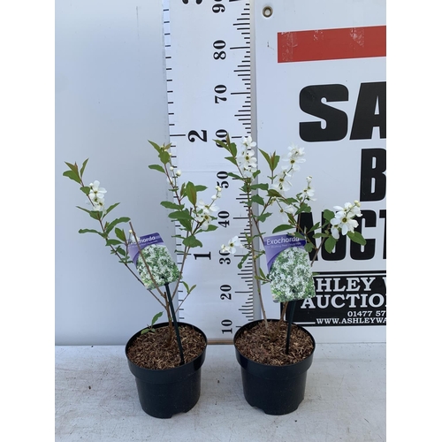 38 - TWO EXOCHORDA BLUSHING PEARL IN 2 LTR POTS APPROX 60CM IN HEIGHT PLUS VAT TO BE SOLD FOR THE TWO